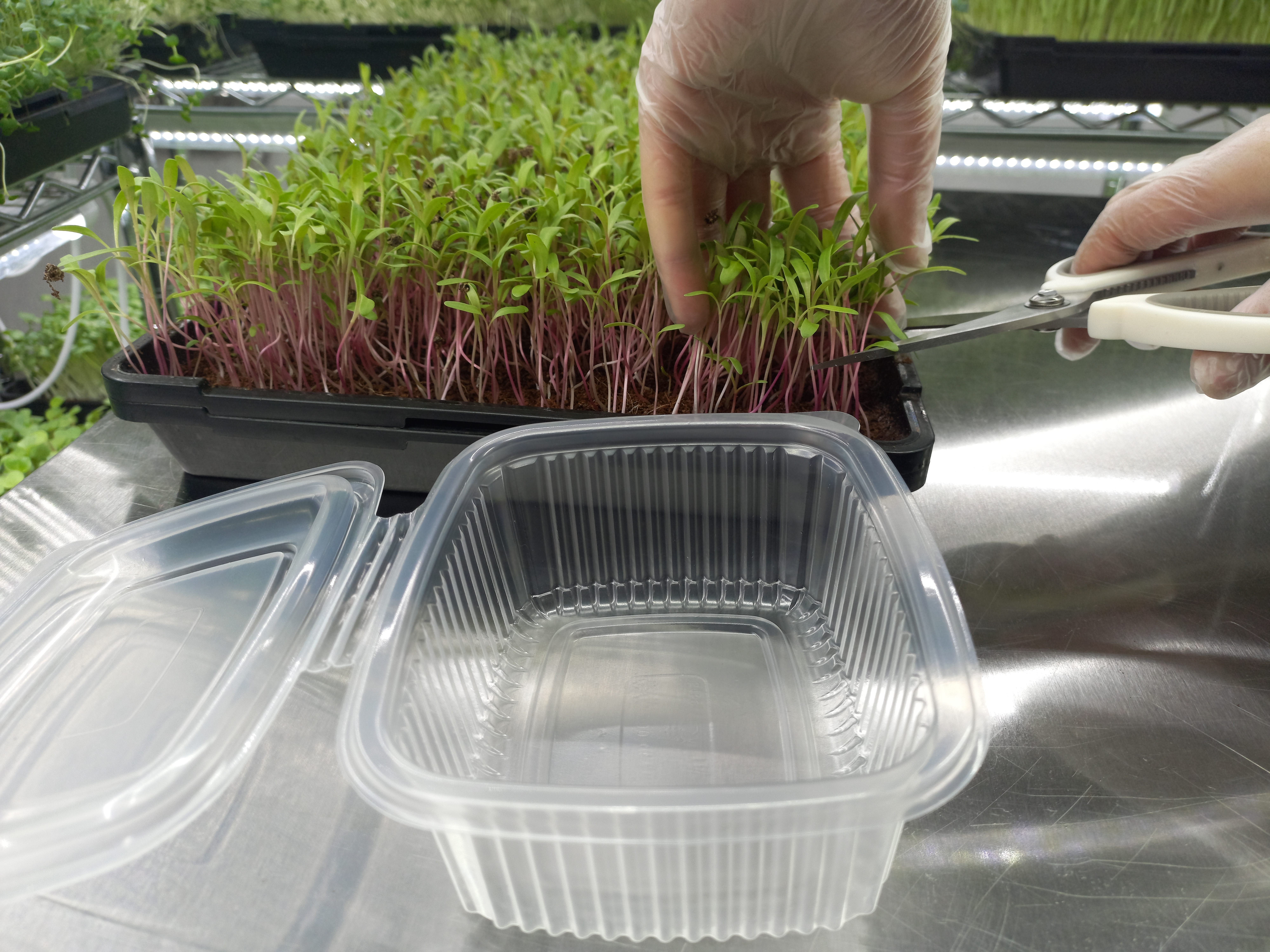 Microgreens